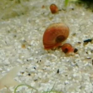 ramshorn3 200x Ramshorn Snails