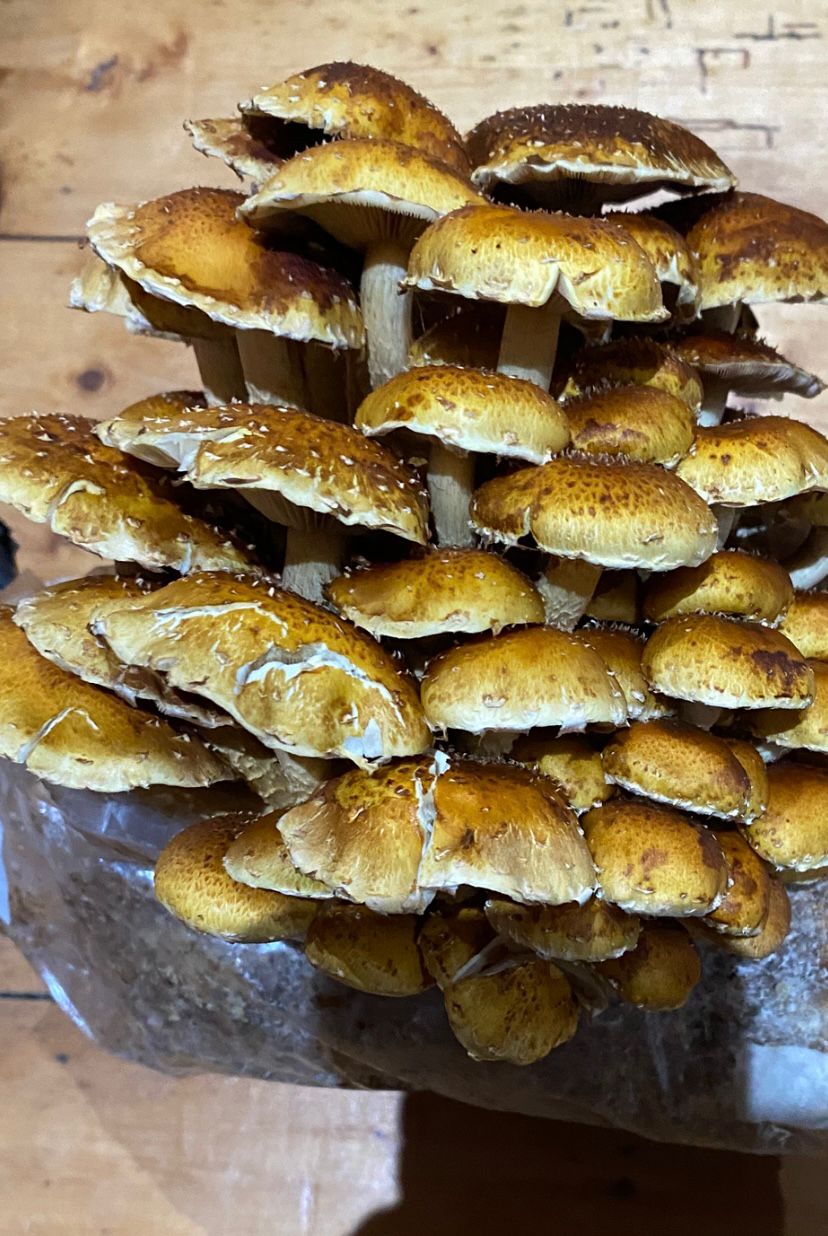 Dried Gourmet Mushroom Mix (25 grams) - Image 4