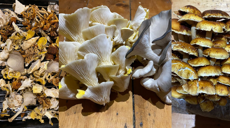 Dried Gourmet Mushroom Mix (25 grams) - Image 2