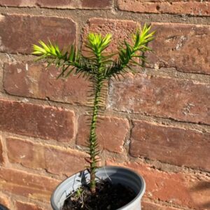 monkeypuzz Monkey Puzzle Trees (Approx 3 years old)