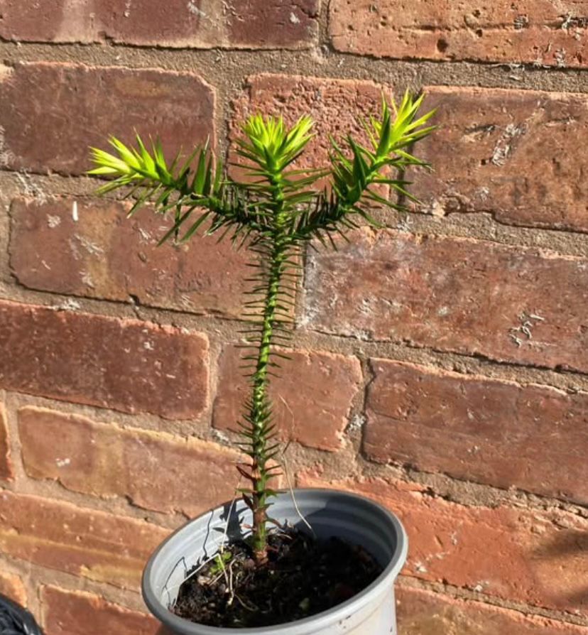 Monkey Puzzle Trees (Approx 3 years old)