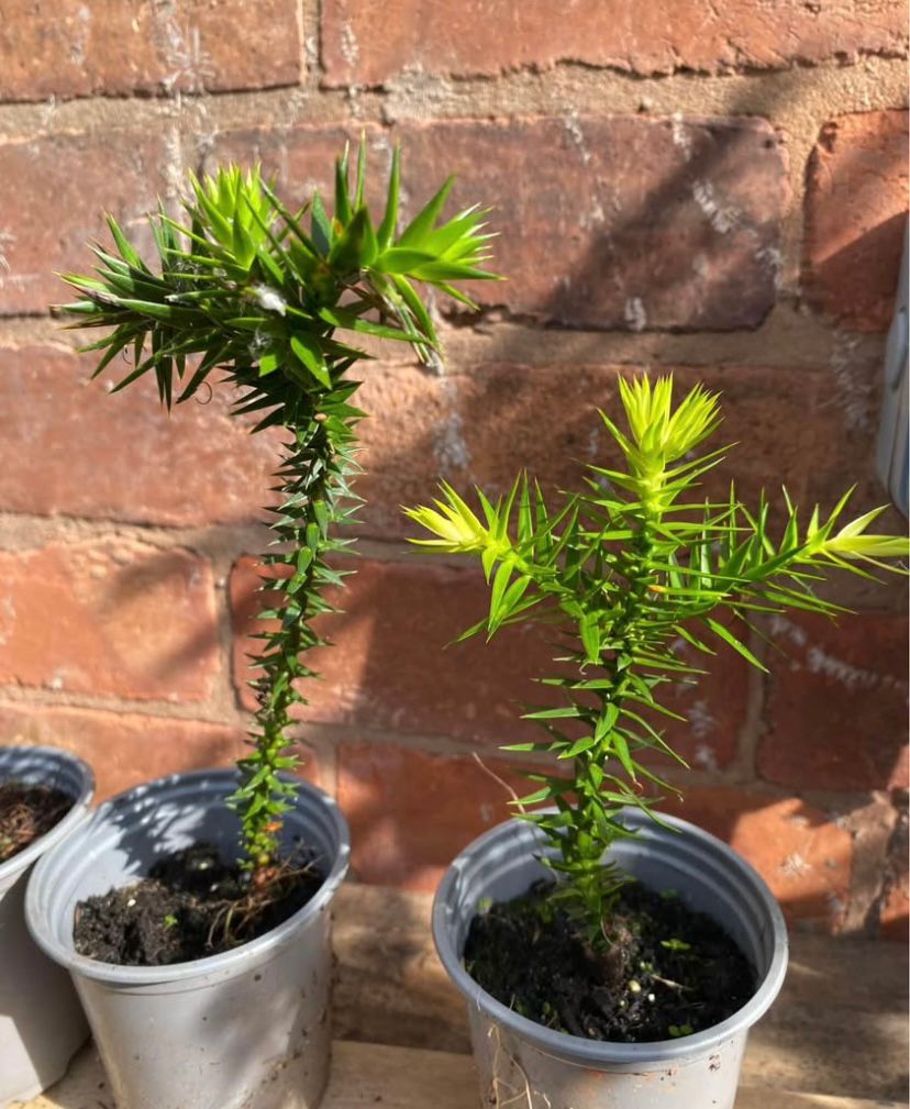 Monkey Puzzle Trees (Approx 3 years old) - Image 2