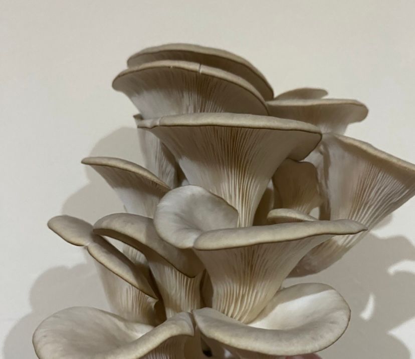 Dried Gourmet Mushroom Mix (25 grams) - Image 3