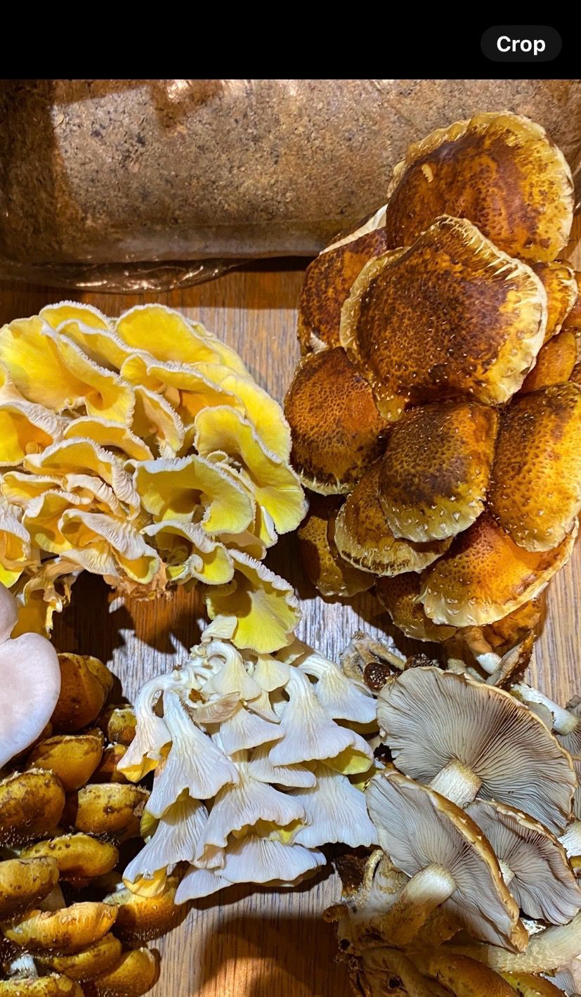 Dried Gourmet Mushroom Mix (25 grams) - Image 5